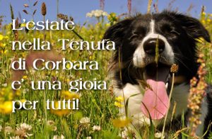 Estate=Gioia per tutti !